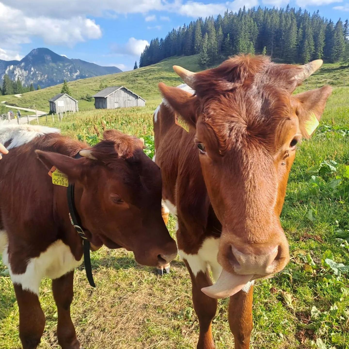 Mountainlove Strobl Kültér fotó